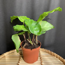 Kép betöltése a galériamegjelenítőbe: Prayer plants - Imádkozó növények 7cm-es cserépben - Tropical Home 
