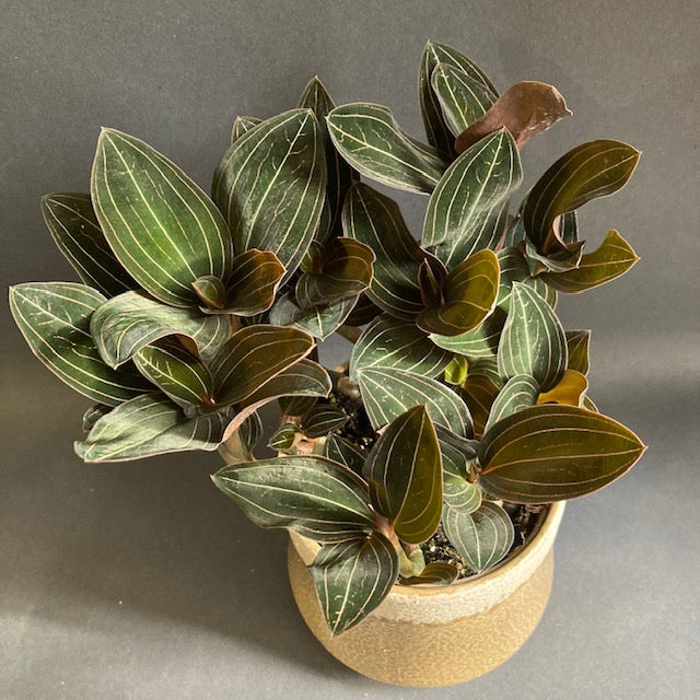 Ludisia discolor - Ékszerorchidea - Jewel orchid - Tropical Home 