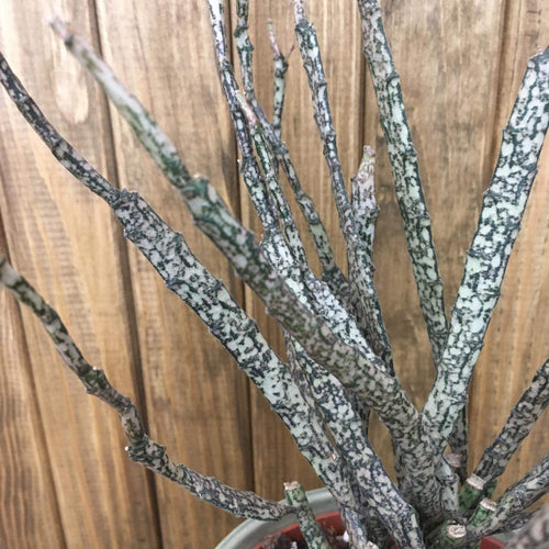 Euphorbia platyclada - Dead plant - Tropical Home 