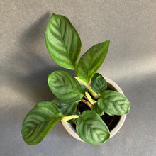 Kép betöltése a galériamegjelenítőbe: Prayer plants - Imádkozó növények 7cm-es cserépben - Tropical Home 
