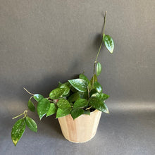 Kép betöltése a galériamegjelenítőbe: Hoya parasitica &quot;Black margin&quot; - Tropical Home 
