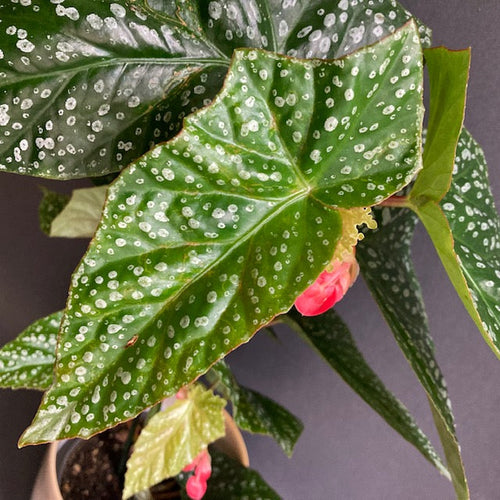 Begonia 