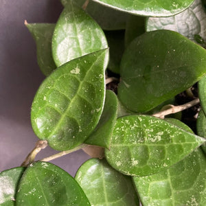 Hoya parasitica "Black margin" - Tropical Home 