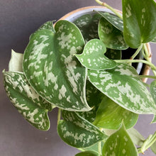 Kép betöltése a galériamegjelenítőbe: Scindapsus pictus &#39;Argyraeus&#39; - Ezüstös szobafutóka - Silver satin pothos - Tropical Home 
