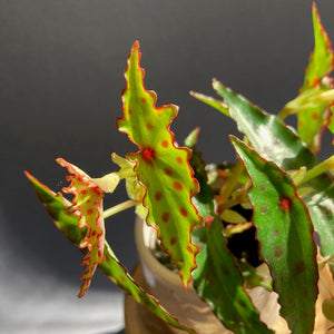 Begonia amphioxus - Tropical Home 
