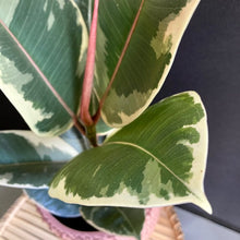 Kép betöltése a galériamegjelenítőbe: Ficus elastica "Tineke" - Tarka szobafikusz - Tropical Home 
