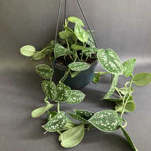 Kép betöltése a galériamegjelenítőbe: Scindapsus pictus &#39;Argyraeus&#39; - Ezüstös szobafutóka - Silver satin pothos - Tropical Home 
