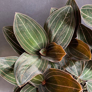 Ludisia discolor - Ékszerorchidea - Jewel orchid - Tropical Home 