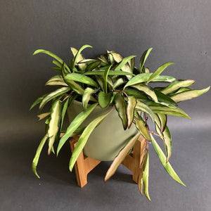 Hoya wayetii tricolor - Viaszvirág - Wax plant - Tropical Home 