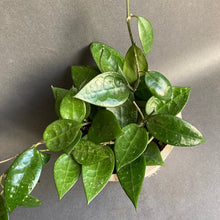 Kép betöltése a galériamegjelenítőbe: Hoya parasitica &quot;Black margin&quot; - Tropical Home 
