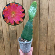 Kép betöltése a galériamegjelenítőbe: Epiphyllum &quot;Sarah Courant&quot; - Tropical Home 
