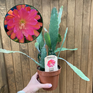 Epiphyllum "Sarah Courant"