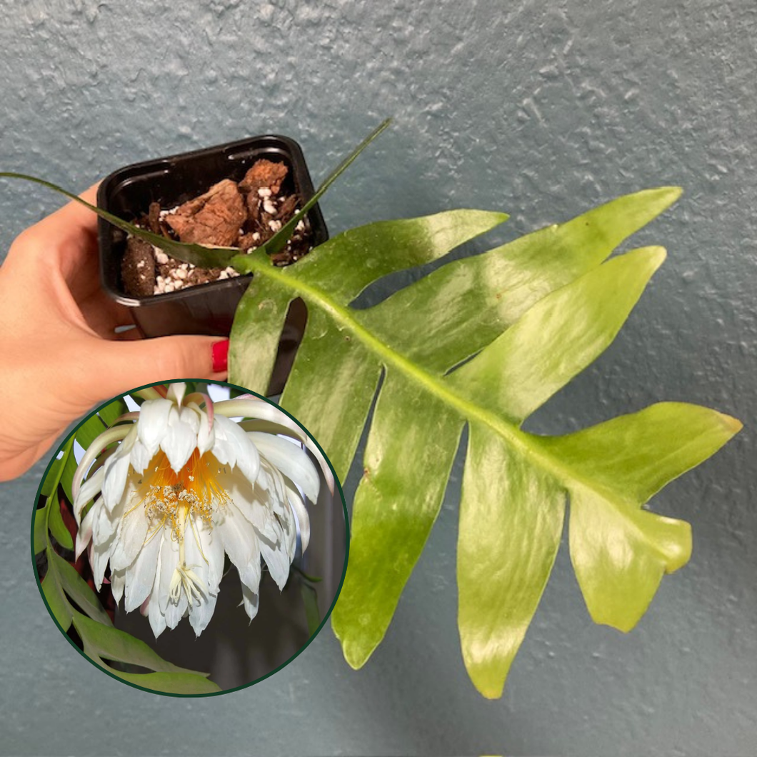 Epiphyllum chrysocardium - Páfránylevél kaktusz - Fernleaf cactus