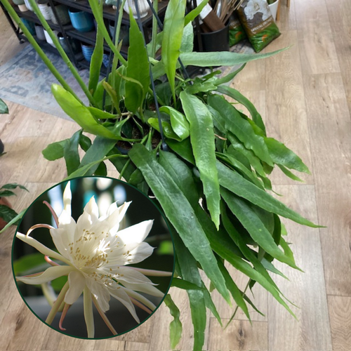 Epiphyllum pumilum - Tropical Home 