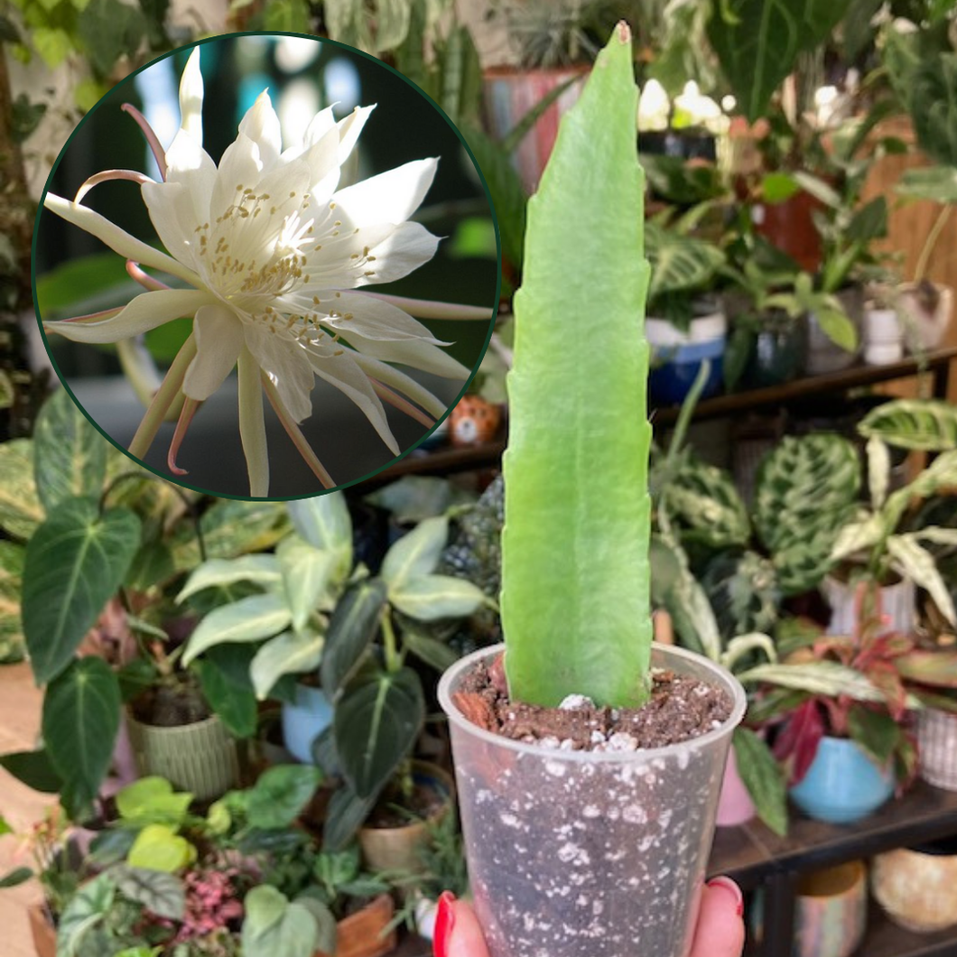 Epiphyllum pumilum mini - Saját szaporítás