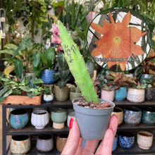 Kép betöltése a galériamegjelenítőbe: Epiphyllum hibrid 252-4 - Saját szaporítás
