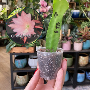 Epiphyllum hibrid 188-9 - Saját szaporítás