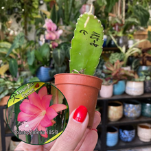Kép betöltése a galériamegjelenítőbe: Epiphyllum hibrid 185-8 - Saját szaporítás
