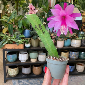 Epiphyllum hibrid 171-2 - Saját szaporítás