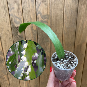 Lepismium houlletianum mini - Snowdrop cactus - Saját szaporítás