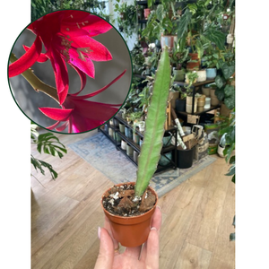 Epiphyllum "Leon herick" - Saját szaporítás - Tropical Home 