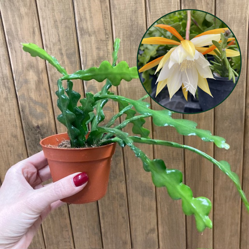 Epiphyllum anguliger 9cm - Karéjos kaktusz - Fishbone cactus - Tropical Home 