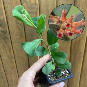 Hoya manipurensis