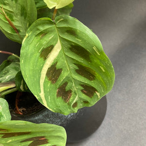 Maranta leuconeura 'Kerchoveana' variegata - Nyílgyökér - Prayer plant - Tropical Home 