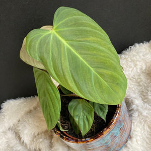 Philodendron  "Fuzzy Petiole" - Tropical Home 