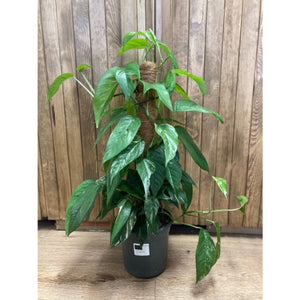 Epipremnum pinnatum "Albo variegata" - Tropical Home 