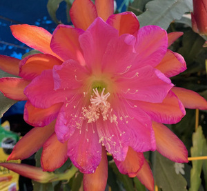 Epiphyllum "Sarah Courant"