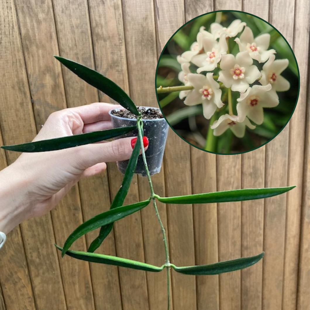 Hoya shepherdii
