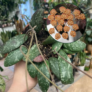 Hoya sigillatis AH001 - Viaszvirág