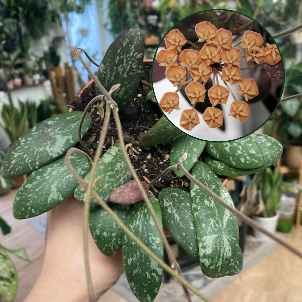 Hoya sigillatis AH001 - Viaszvirág