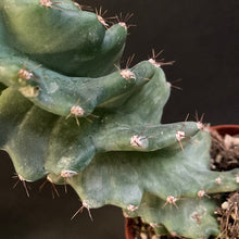 Kép betöltése a galériamegjelenítőbe: Cereus forbesii &#39;Spiralis&#39; - Spirálkaktusz - Tropical Home 
