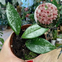 Kép betöltése a galériamegjelenítőbe: Hoya carnosa &quot;Stardust&quot;
