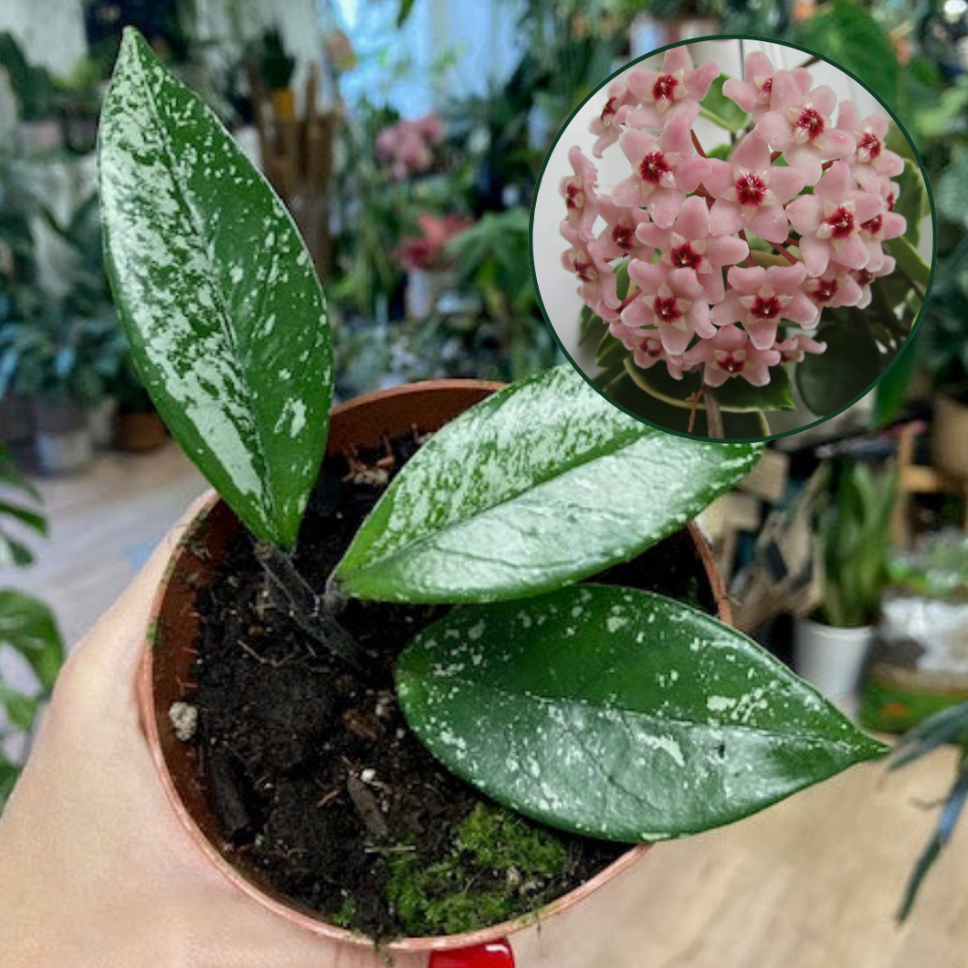 Hoya carnosa 