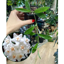Kép betöltése a galériamegjelenítőbe: Hoya stoneana
