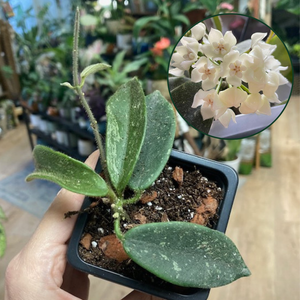 Hoya thomsonii