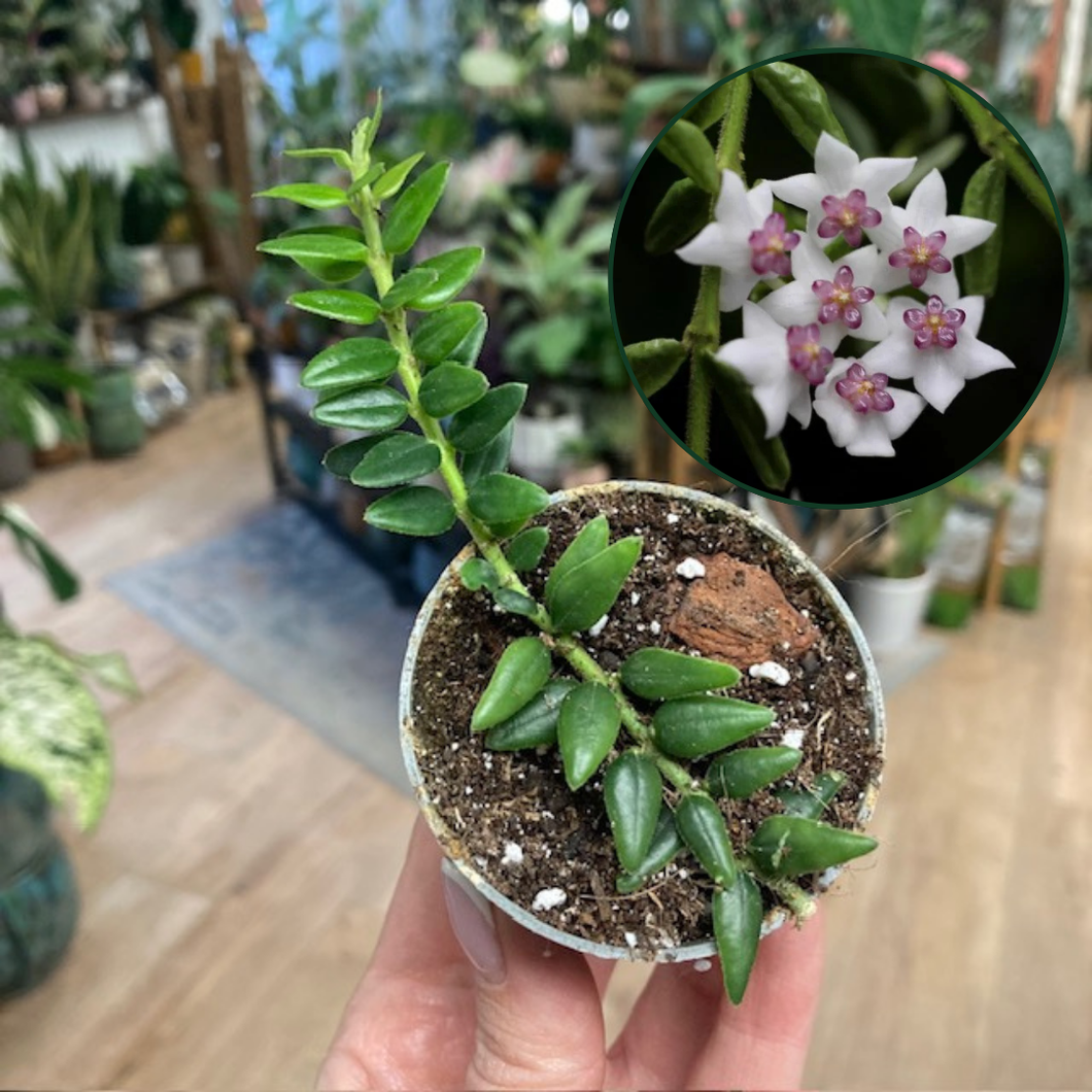 Hoya vaccinioides