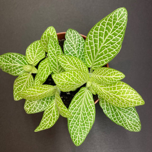 Fittonia lemon - Hálóslevél - Nerve plant - Tropical Home 