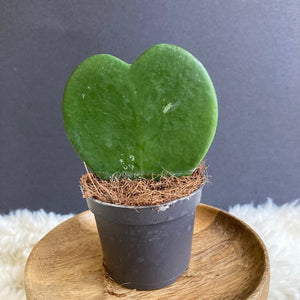 Hoya kerrii - Tropical Home 