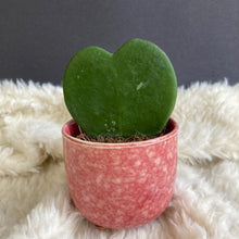 Kép betöltése a galériamegjelenítőbe: Hoya kerrii - Tropical Home 
