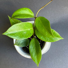 Kép betöltése a galériamegjelenítőbe: Hoya cv. &quot;Sunrise&quot; - Viaszvirág - Wax plant - Tropical Home 
