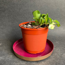 Kép betöltése a galériamegjelenítőbe: Hoya heuschkeliana variegata kicsi - Saját szaporítás - Tropical Home 
