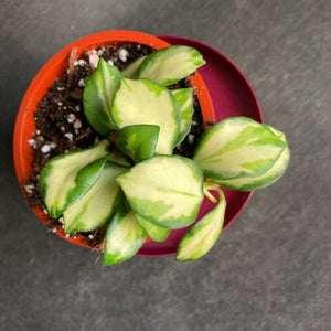 Hoya heuschkeliana variegata kicsi - Saját szaporítás - Tropical Home 