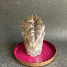 Kép betöltése a galériamegjelenítőbe: Alocasia azlanii - Saját szaporítás - Tropical Home 
