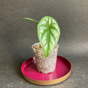 Alocasia sinuata - Saját szaporítás - Tropical Home 
