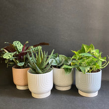 Kép betöltése a galériamegjelenítőbe: _Sorrento kerámia kaspó, többféle 11-12cm - Tropical Home 
