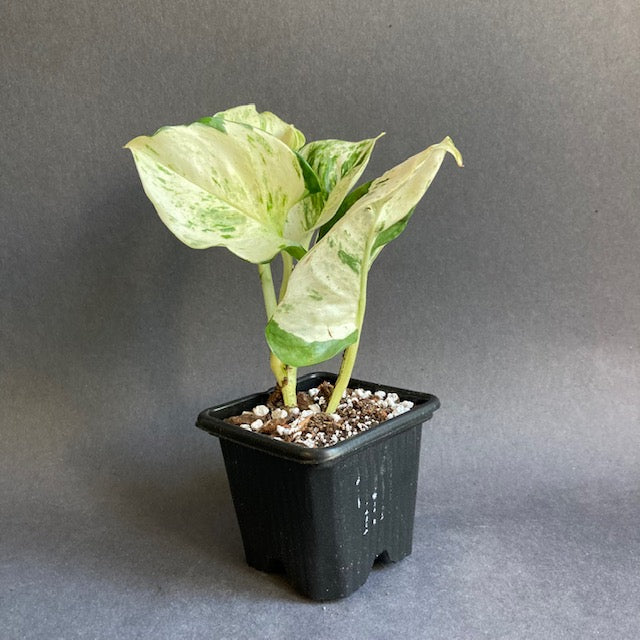 Epipremnum aureum 